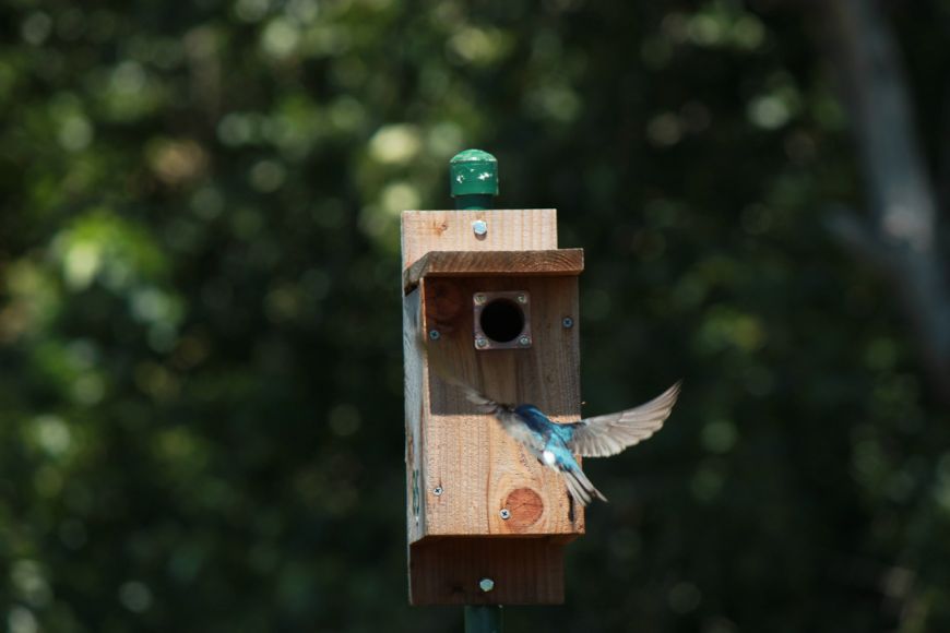 Supporting Beneficial Birds and Managing Pest Birds [2025]